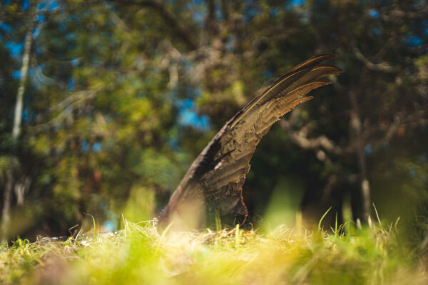 Los pensamientos son libres