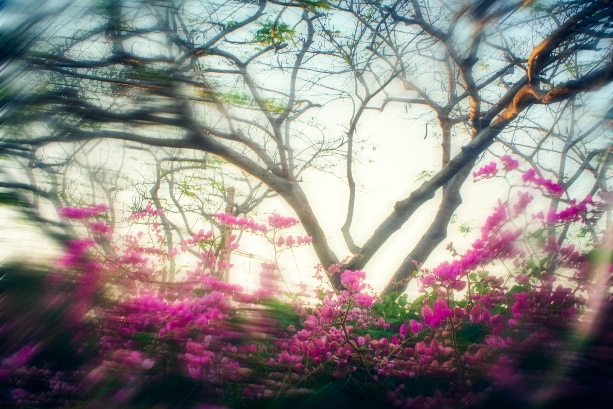 Fotografía digital en blanco y negro de la serie Flores de Enero, que representa un espacio doméstico íntimo en la Cuba rural.